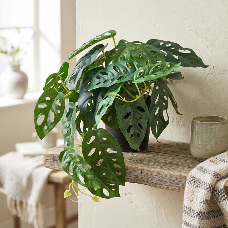 Umelá Monstera adansonii 1