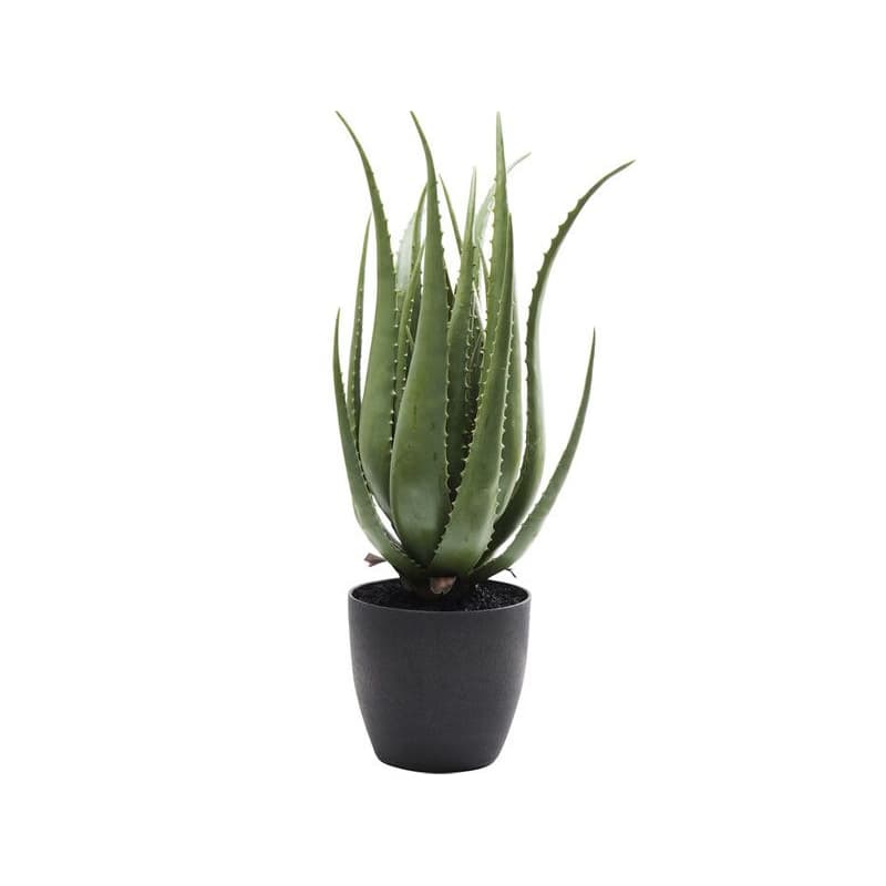 Aloe dekoratívna rastlina 69 cm 1