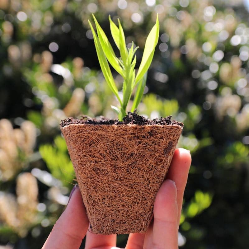 Kvetináč z kokosového vlákna Ø 6 cm, 6 ks 1