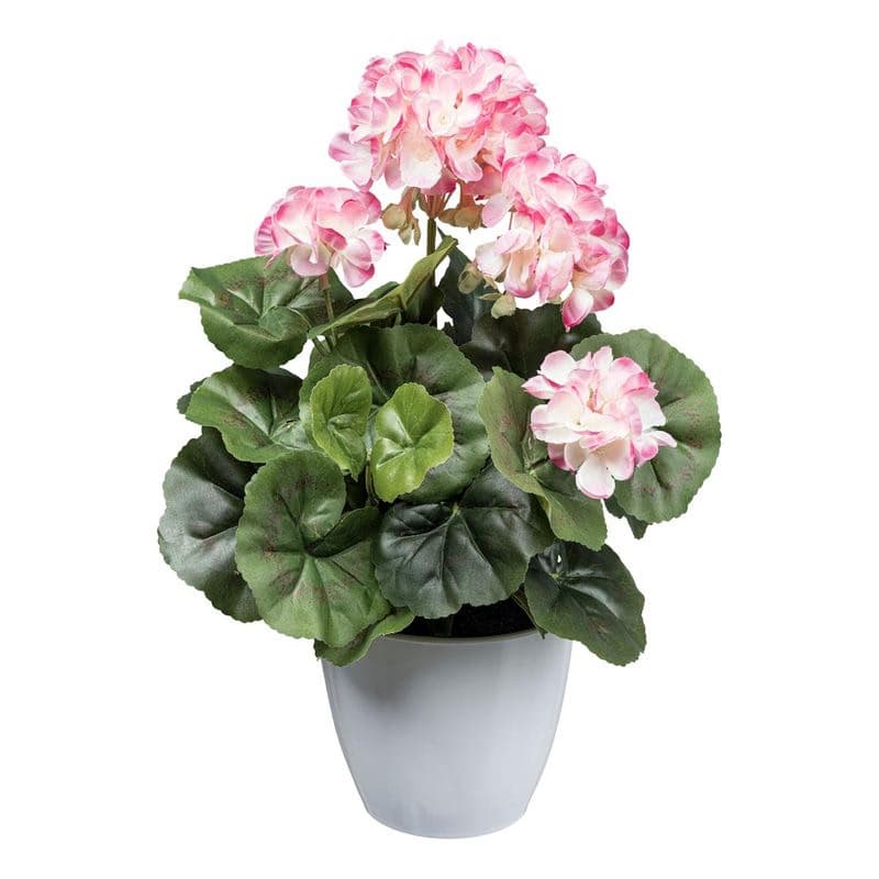Geranium ker x7, asi 34 cm, ružovo-biely 1