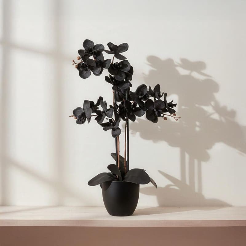 Umelá orchidea Phalaenopsis, čierna