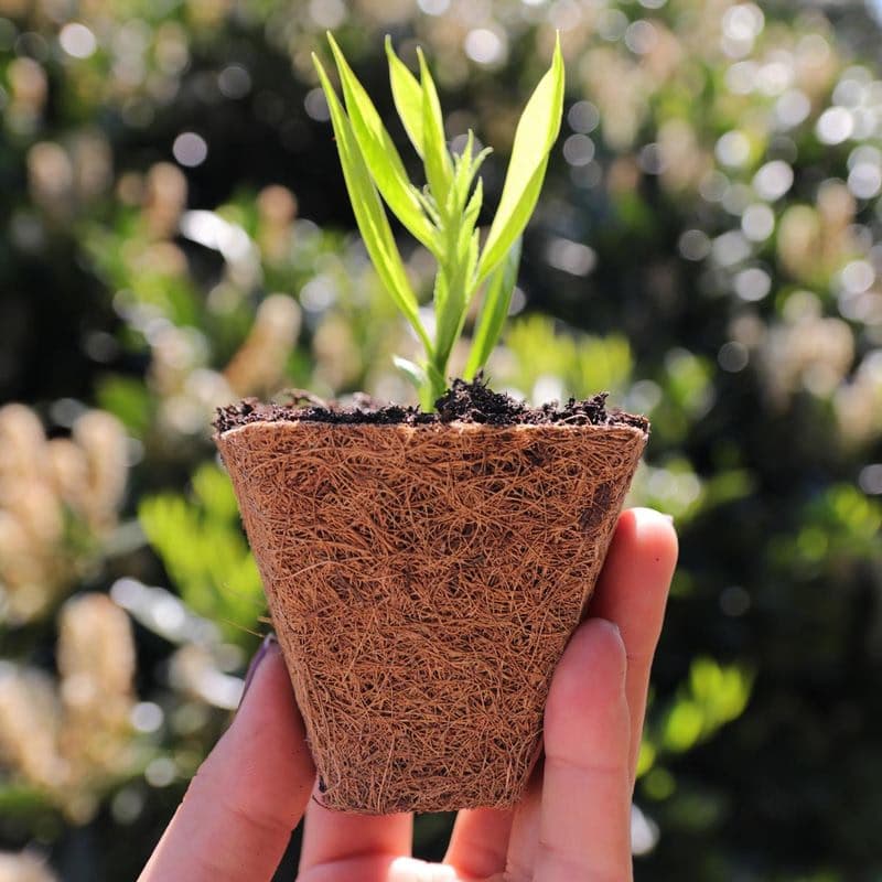 Kvetináč z kokosového vlákna Ø 8 cm, 4 ks 1