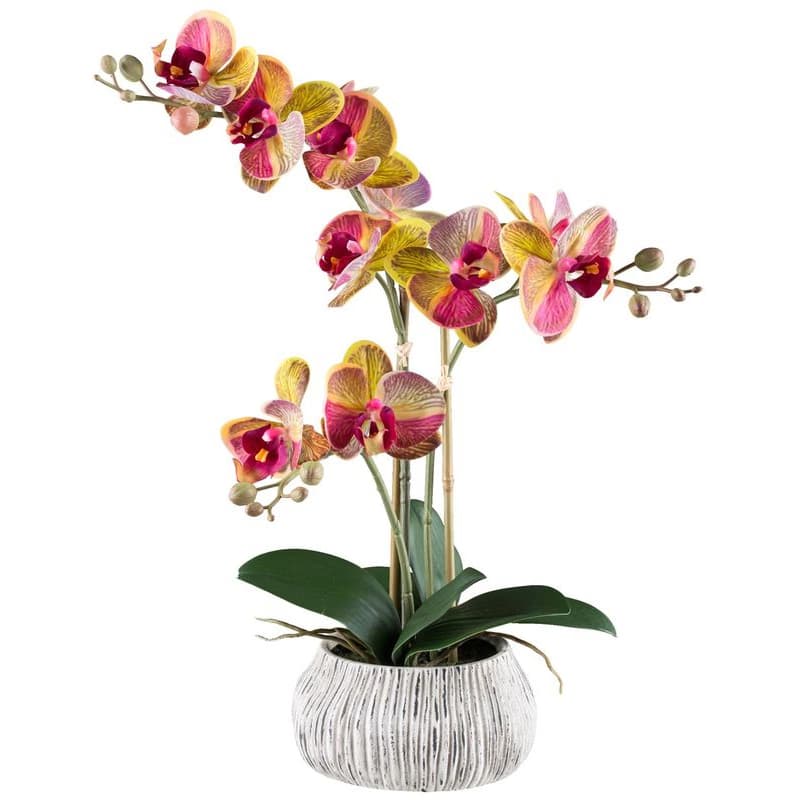 Orchidea x3, približne 48 cm, žlto-ružová, v sivej cementovej miske 1