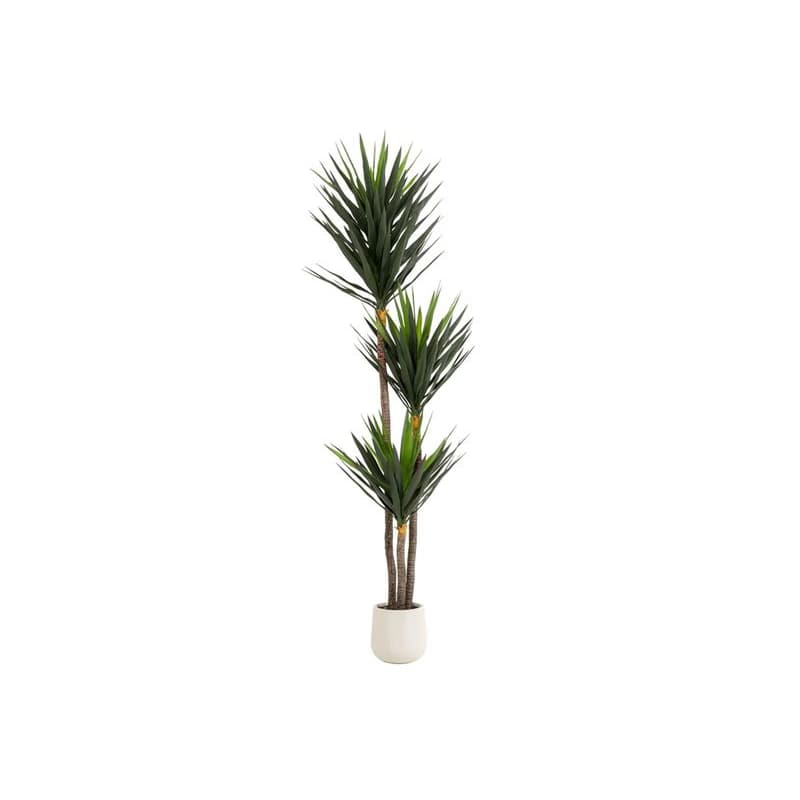 Deko rastlina Yucca 250 cm 1