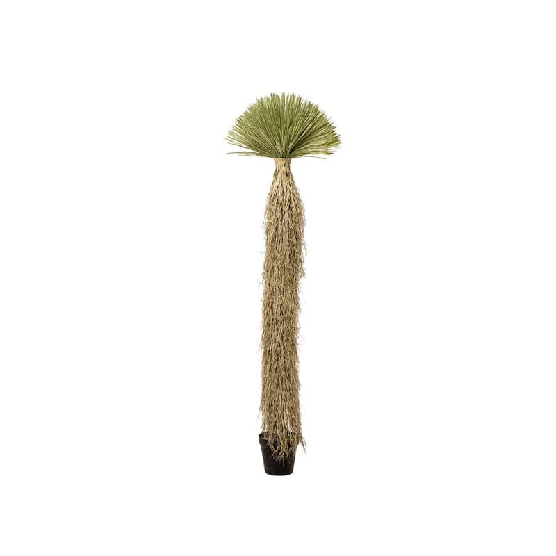 Yucca Rostrata dekoračná rastlina béžová 240 cm