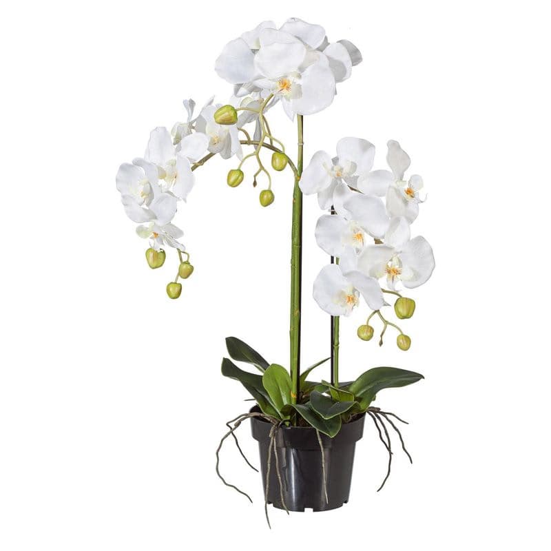 Orchidea 62 cm, biela, v plastovom kvetináči 15 cm 1