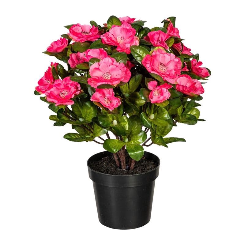 Azalkový ker x6, 32 cm, tmavoružový 1