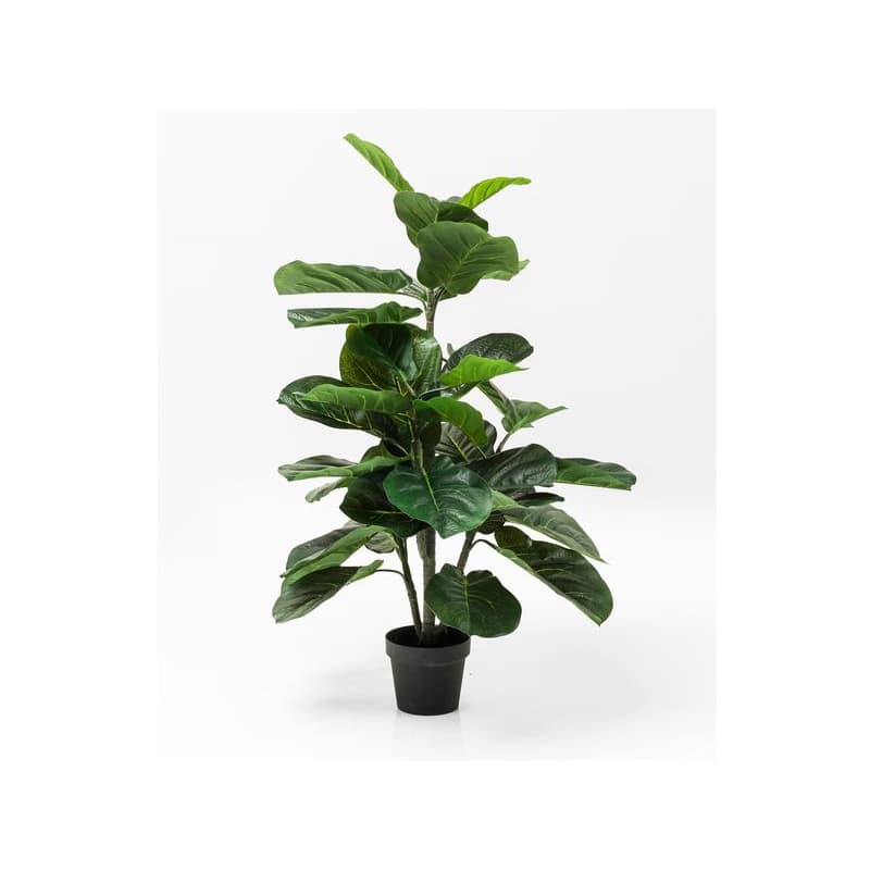 Fikus dekoratívna rastlina 120 cm