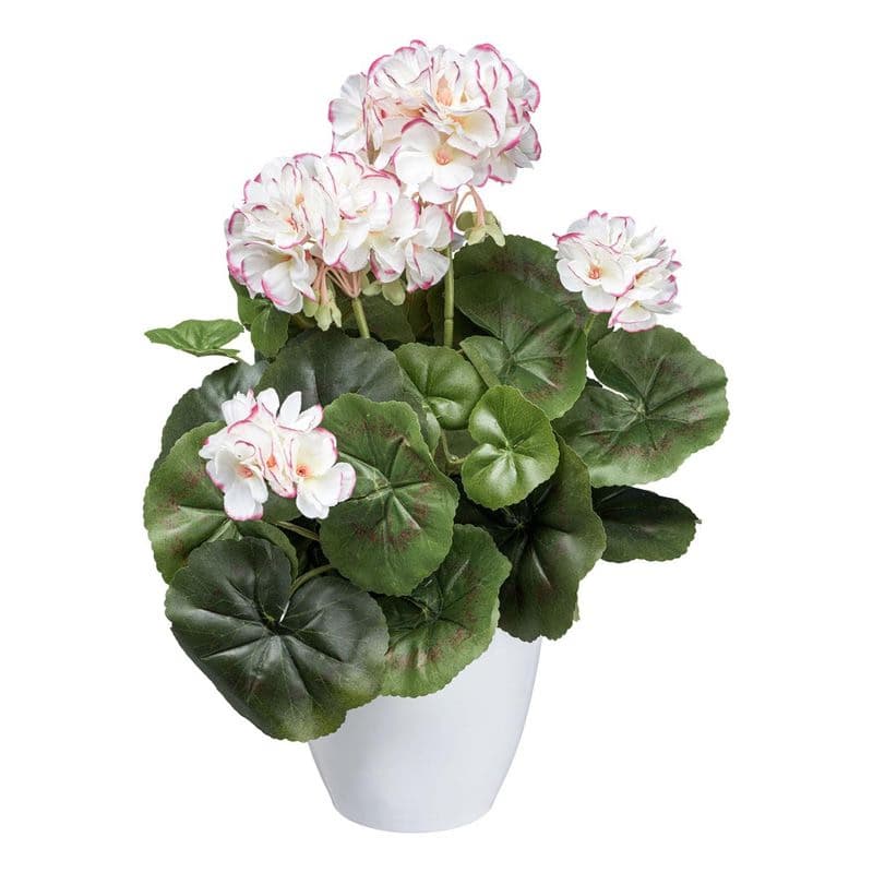 Gerániový ker x7, približne 34 cm, bielo-ružový 1