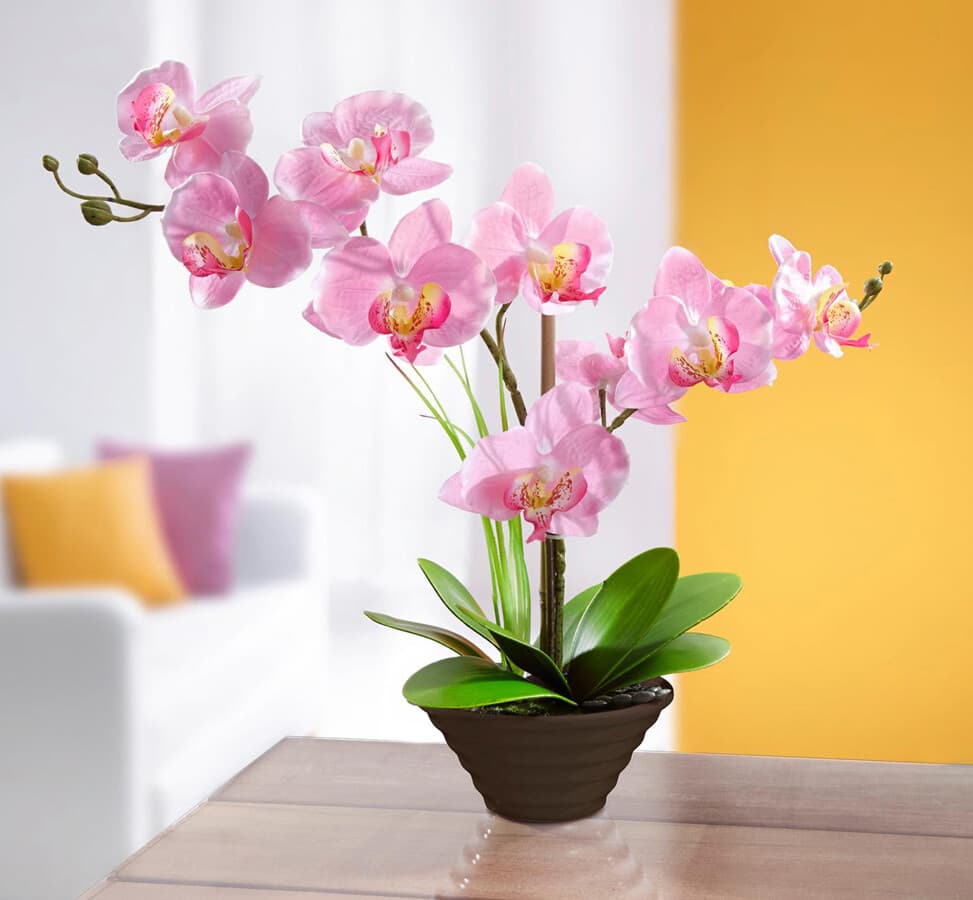 Dekoratívna orchidea 1