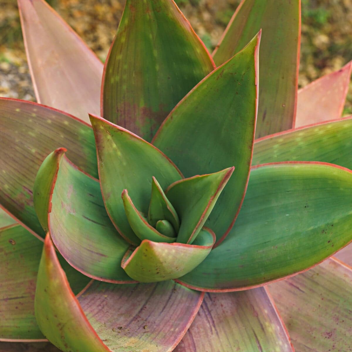 Koralová Aloe 1