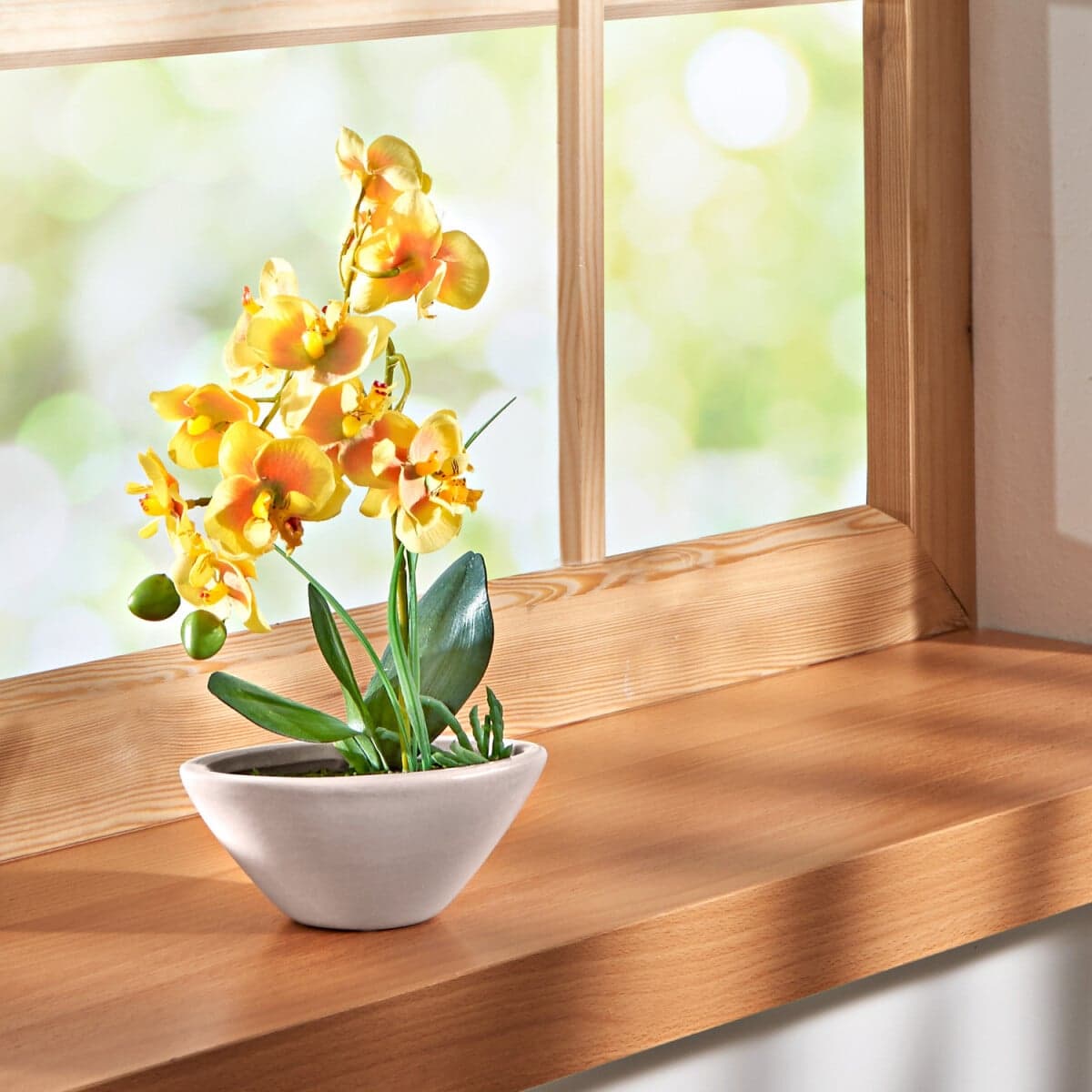 Orchidea Phalaenopsis