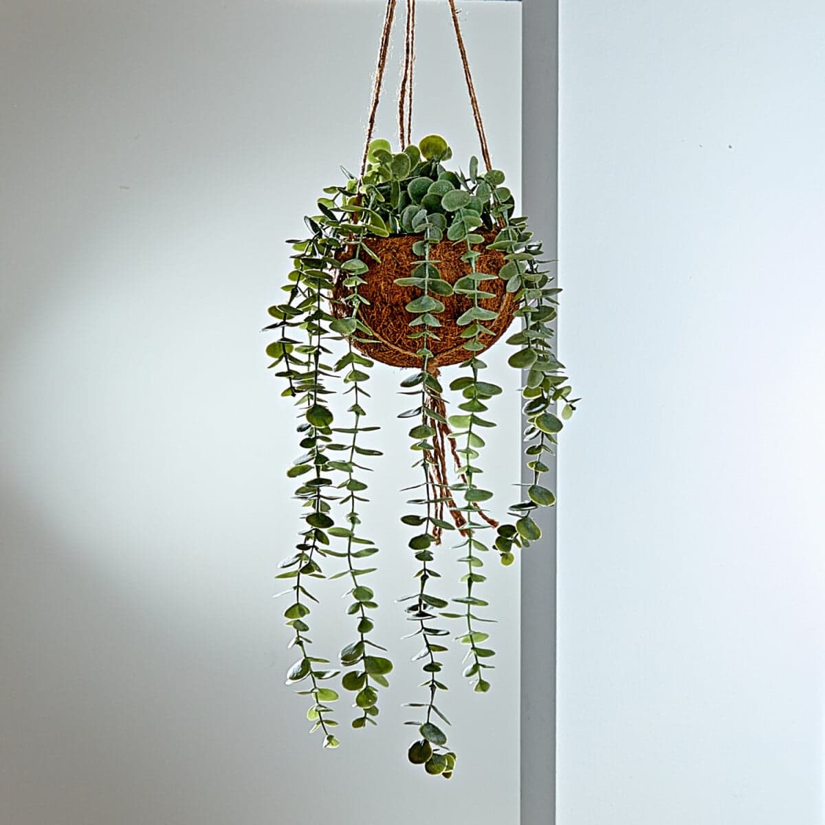 Závesná rastlina eukalyptus 1