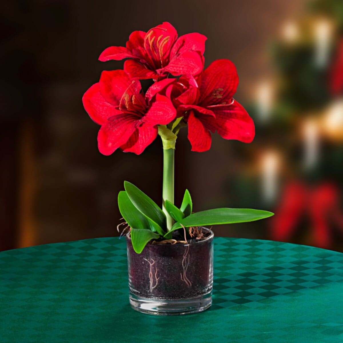 Amaryllis 1