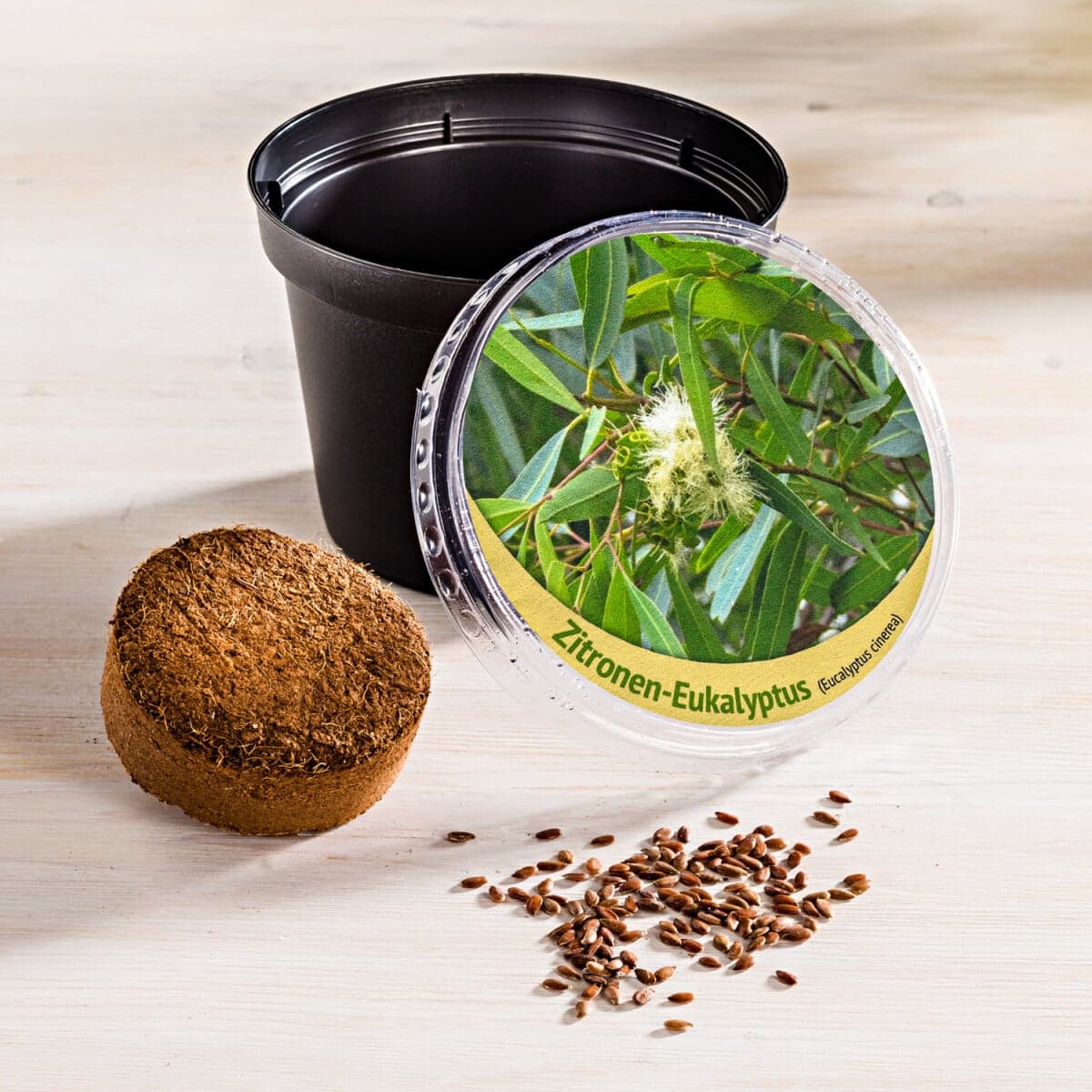 Citrónový eukalyptus 1