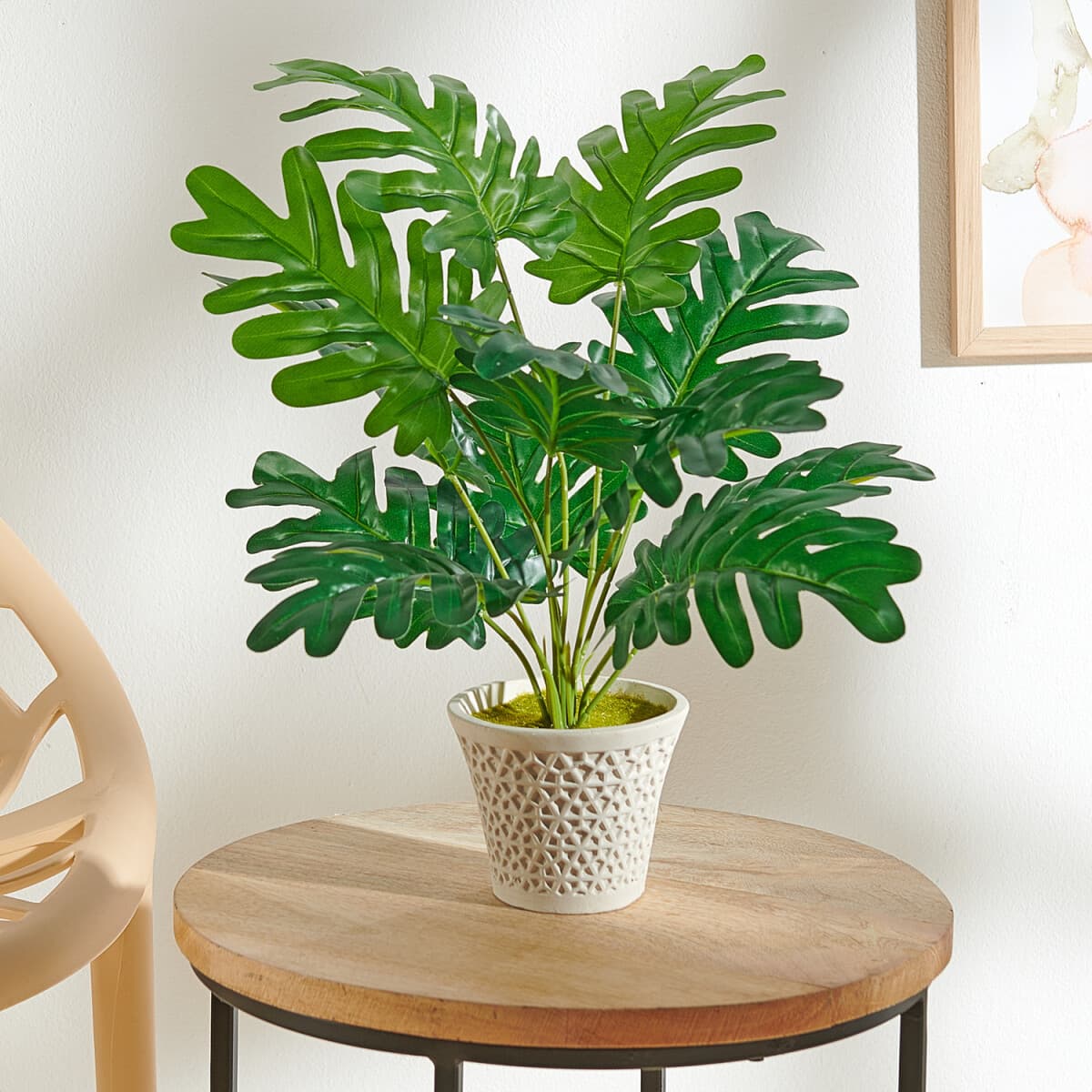 Monstera v kvetináči 1
