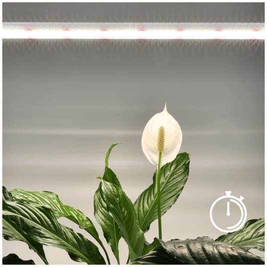 Stolová lampa LED na rastliny podporujúca rast 15W 1700lm 130° biela Growly Kobi