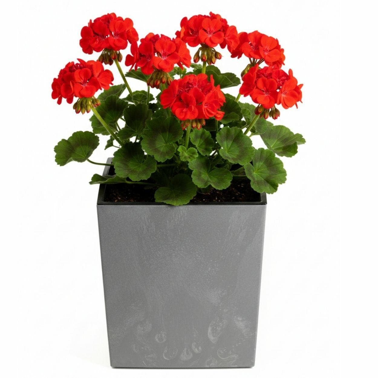 Kvetináč FLORE Betón 30,5x29,5x29,5 cm sivý