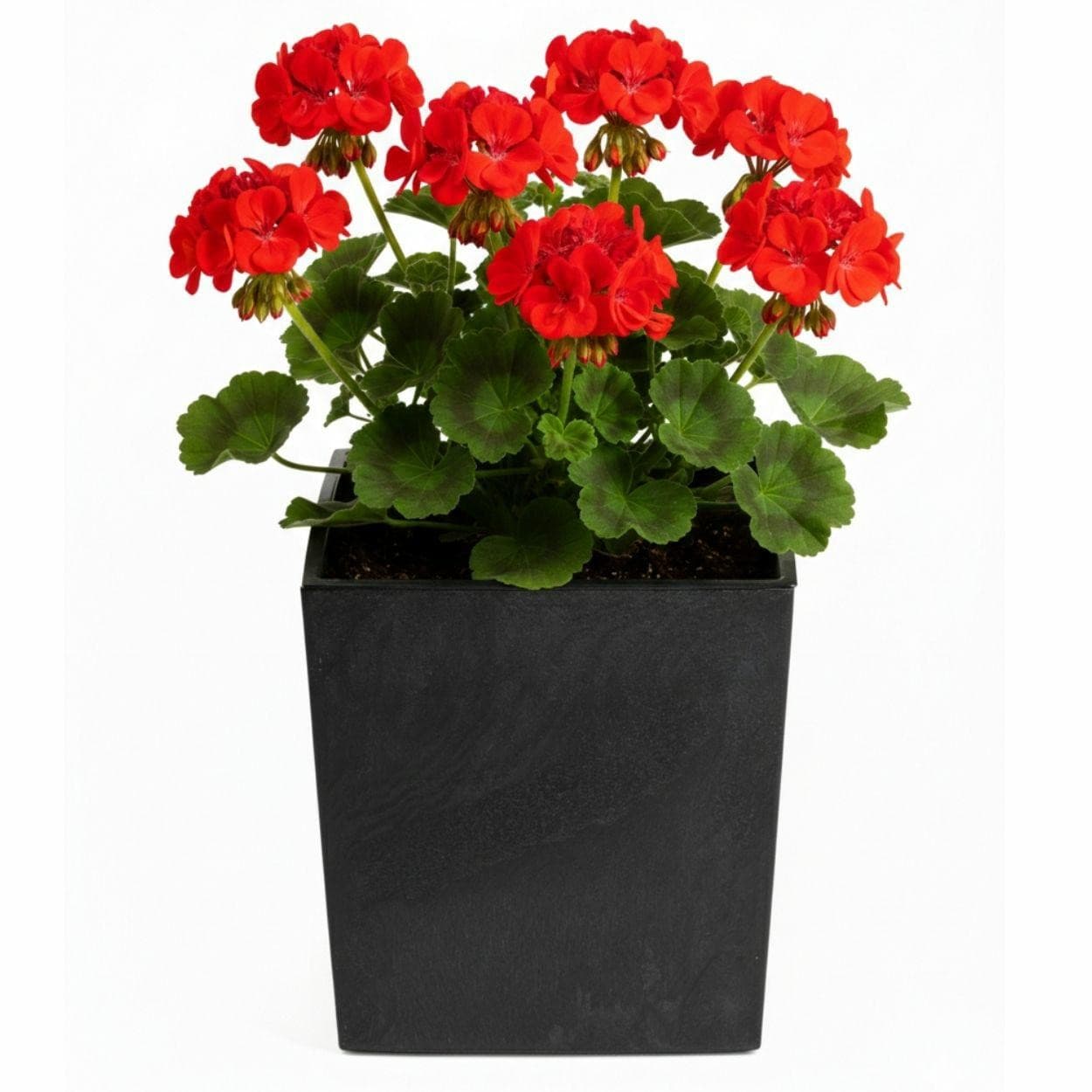 Kvetináč FLORE Betón 30,5x29,5x29,5 cm čierny 1