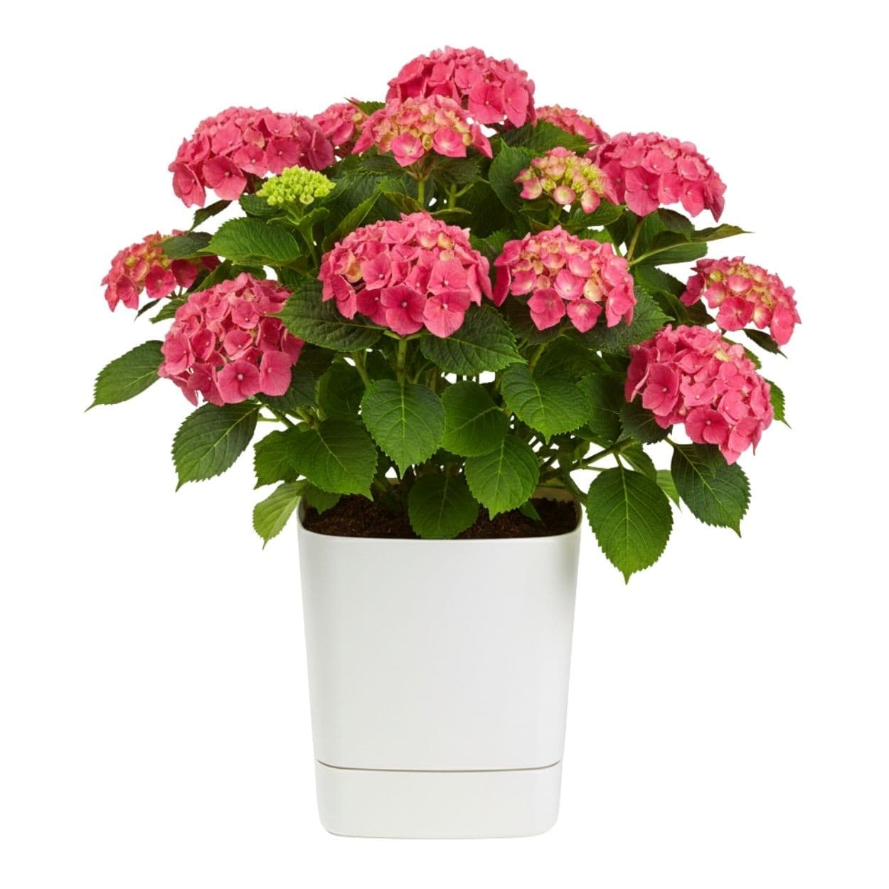 Plastový kvetináč s podmiskou Cubi 34x34 cm krémový 1
