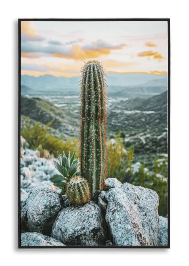 Obraz kaktus A 60x90 cm viacfarebný 1