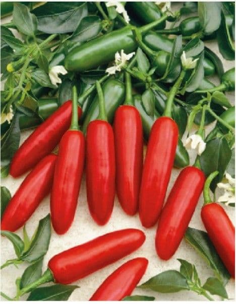 Kinekus Paprika chilli ATZECO 1