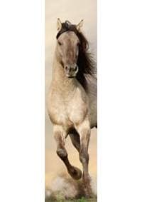3D záložka - Kôň (Stallion) - autor neuvedený