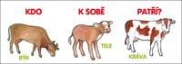 Kdo k sobě patří? - autor neuvedený
