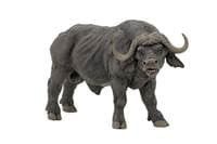 Buvol africký - autor neuvedený 1