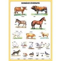 Domáce zvieratá - tabuľka A5 - autor neuvedený