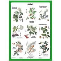Kríky (A5) - Tabuľka - autor neuvedený