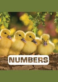 Numbers - Judith Nouvian, Houghton Mifflin Harcourt Publishing Company 1