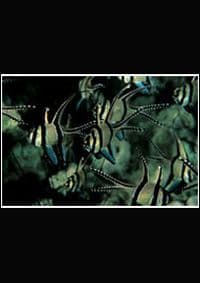 Water Light Time PB - David Doubilet, Phaidon Press Ltd 1