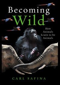 Becoming Wild - Carl Safina, Oneworld Publications 1