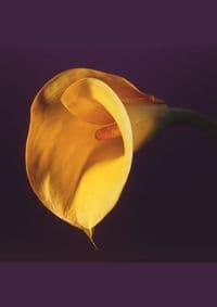 Mapplethorpe Complete Flowers - autor neuvedený