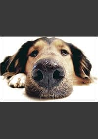 My dog - autor neuvedený 1