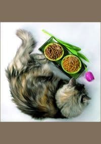 Luxury for Cats - Patrice Farameh, teNeues 1