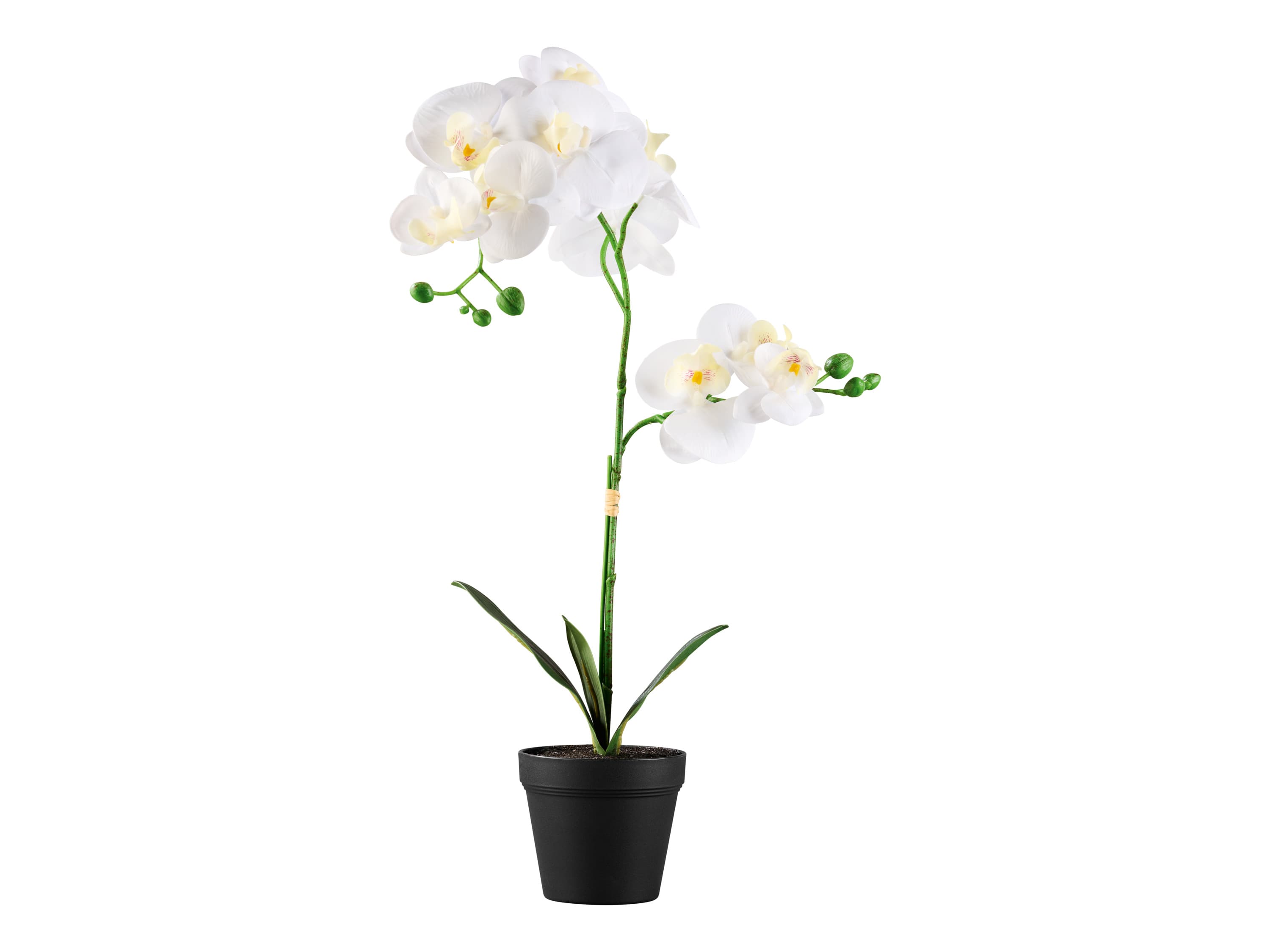 LIVARNO home Umelá rastlina (orchidea)