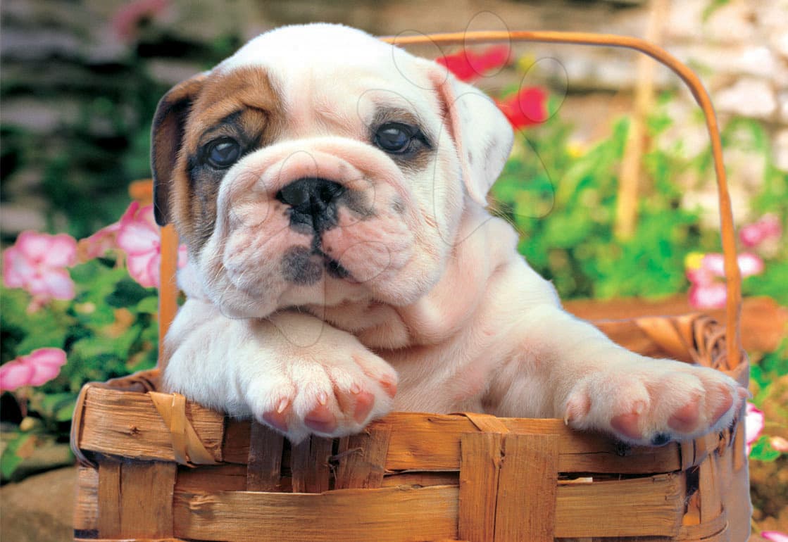 Educa Puzzle Buldog 500 dielov 13759 farebné 1
