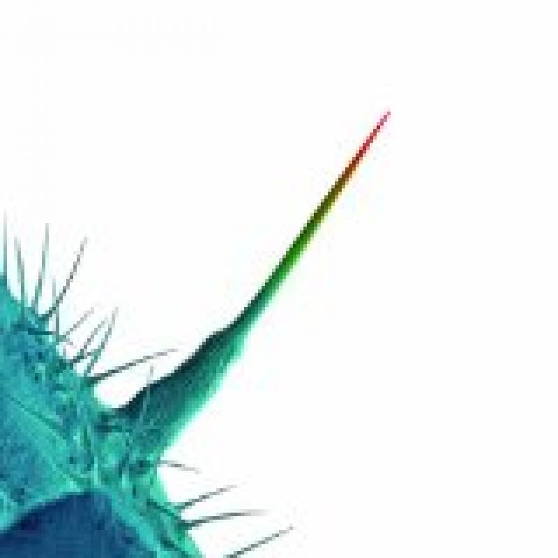 CD Peter Gabriel - AND I'LL SCRATCH YOURS