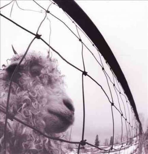 Vinyl Pearl Jam - Vs.