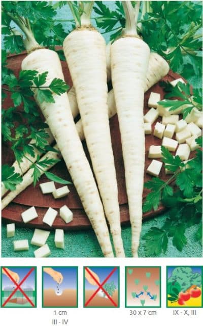 Kinekus Paštrnák DLHÝ biely - neskorý, aromatický