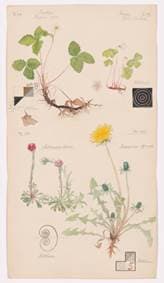 Hilma af Klint - autor neuvedený