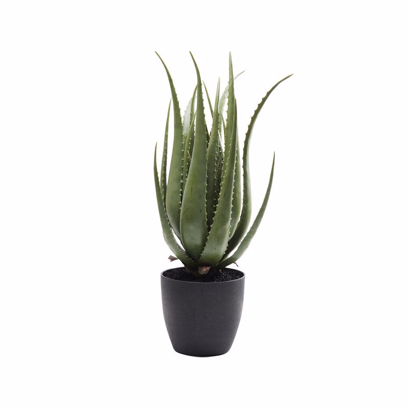 Aloe dekoratívna rastlina 69 cm