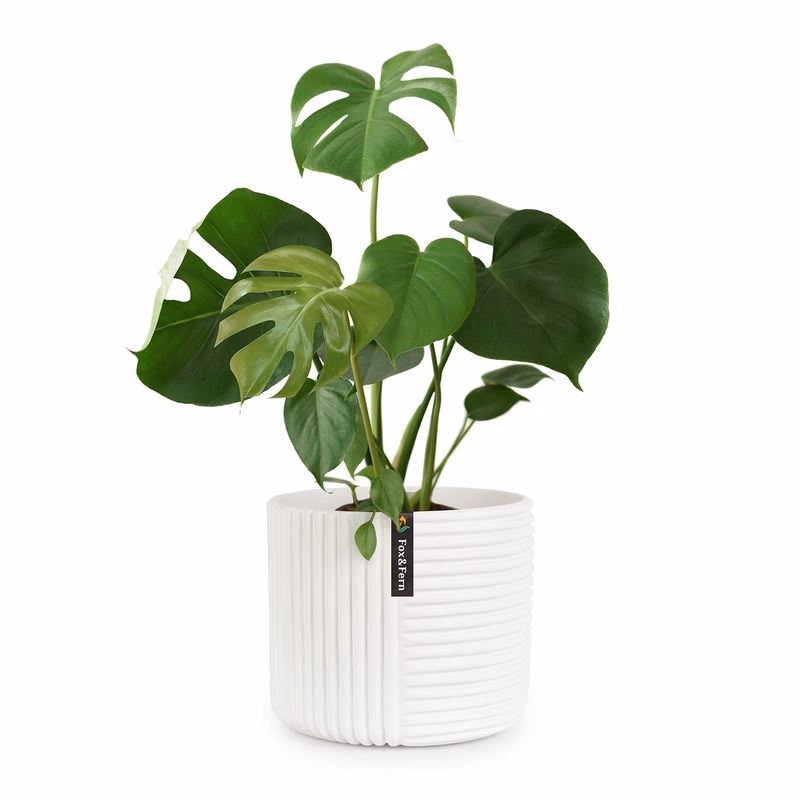 Fox & Fern Hasselt, kvetináč z polystonu, ručne robený
