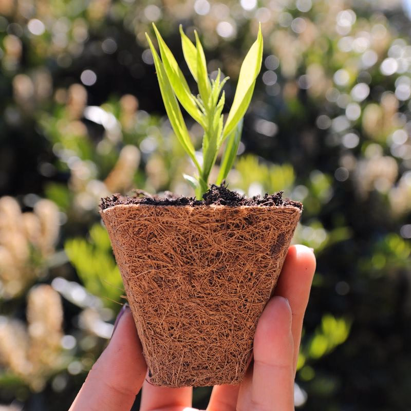 Kvetináč z kokosového vlákna Ø 6 cm, 6 ks