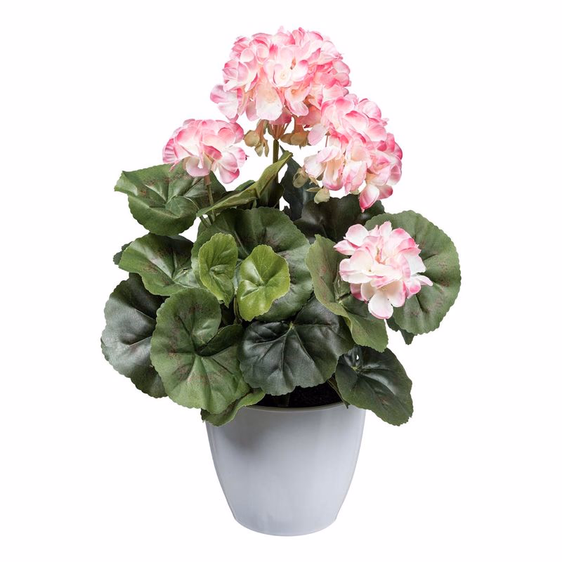 Geranium ker x7, asi 34 cm, ružovo-biely