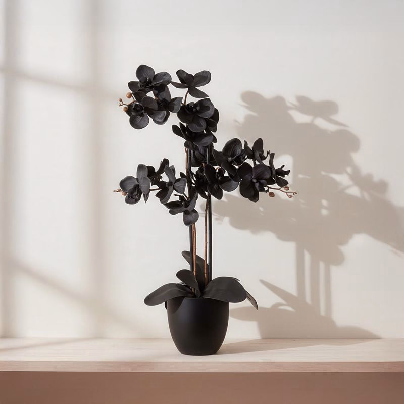 Umelá orchidea Phalaenopsis, čierna