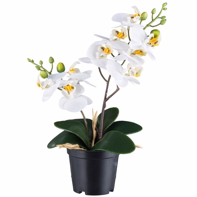 Orchidea x2, biela, asi 28 cm, 9 kvetov