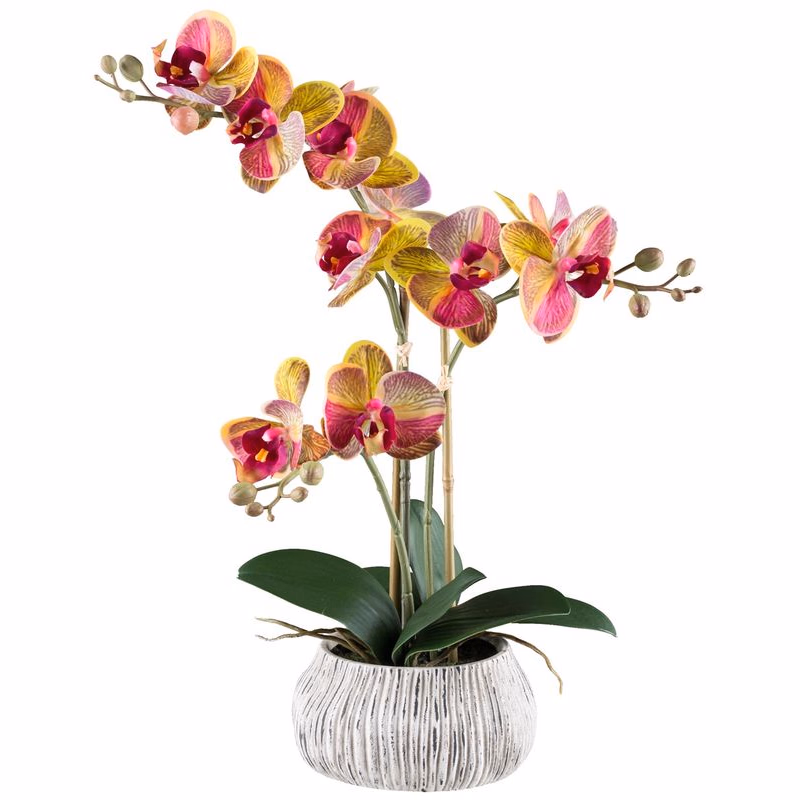 Orchidea x3, približne 48 cm, žlto-ružová, v sivej cementovej miske